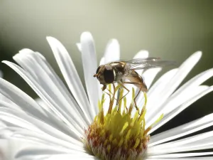 Pterygote Insect Images Online Prints: Aster hoverfly