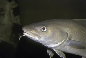 Atlantic Cod Prints: Atlantic cod (Gadus morhua), Cod