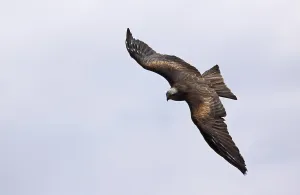 High Angle Bird Photography Prints: Attack