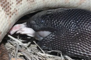Constrictor Snake Species Prints: Australian black headed python