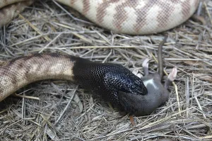 Animal Feed Consumption Prints: Australian black headed python