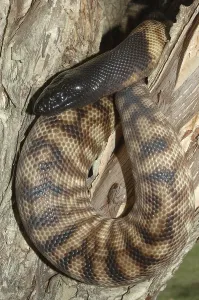 Scaled Reptile Wildlife Images Prints: Australian black headed python