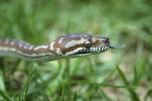 Reptile Photography Australia Prints: Australian Central Carpet Python