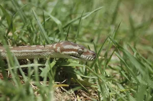 Australian Reptile Images Prints: Australian Central Carpet Python