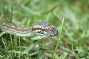Scaled Reptile Photos Prints: Australian Central Carpet Python