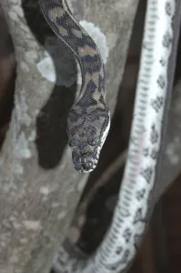 Deserted Tree Habitat Prints: Australian Central Carpet Python