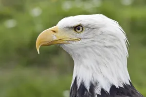 Wildlife Photography Portraits Prints: Bald eagle