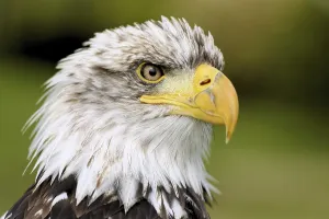 American Icon Prints: Bald Eagle