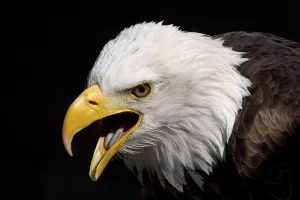 Eagle Bird Photography Prints: Bald Eagle