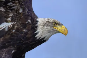 Canadian Fauna Prints: Bald eagle