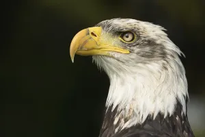 Canadian Fauna Prints: Bald Eagle
