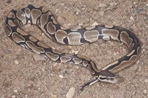 Constrictor Snake Species Prints: Ball (Royal) python (Python regius)