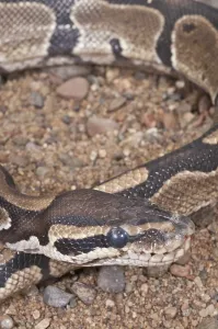 Ball Python Prints: Ball (Royal) python (Python regius)