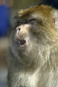 Deserted Animal Habitats Prints: Barbary macaque (macaca sylvanus)