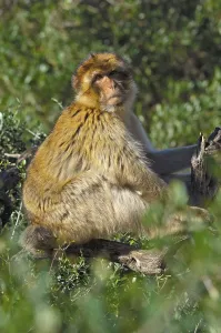 Macaca Sylvanus Prints: Barbary macaque (Macaca sylvanus)