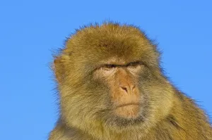 Old World Monkey Images Prints: Barbary macaque (Macaca sylvanus)