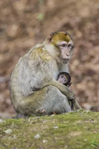 Barbary Macaque Print: Adult with Young