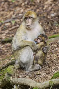 Captive Animal Images Prints: Barbary Macaque (Macaca sylvanus)