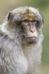 Macaca Sylvanus Prints: Barbary Macaque (Macaca sylvanus)