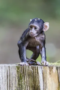 Captive Monkey Photos Prints: Barbary Macaque (Macaca sylvanus)