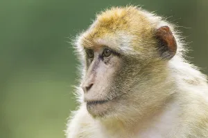 Outdoor Mammal Photography Prints: Barbary Macaque (Macaca sylvanus), captive