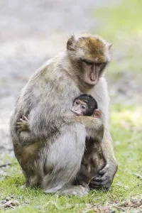 Macaca Sylvanus Prints: Barbary Macaques (Macaca sylvanus)