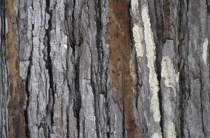 Abandoned Terrain Prints: Bark path