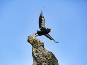 German Zoological Garden Animals Prints: Bateleur, captive, snake eagle