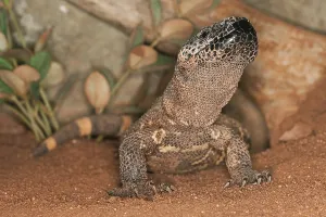 Mexican Wildlife Prints: BEADED LIZARD (heloderma horridum)