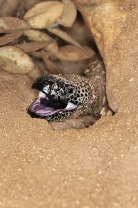 Latin America Reptiles Prints: BEADED LIZARD (heloderma horridum)