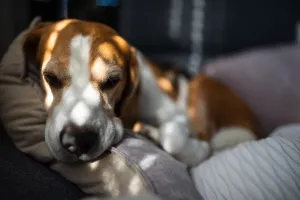 Scent Hound Dogs Prints: Beagle lying down with a content expression