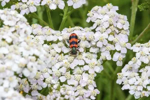 Insect Fauna Images Prints: Bee beetle (Trichodes apiarius)