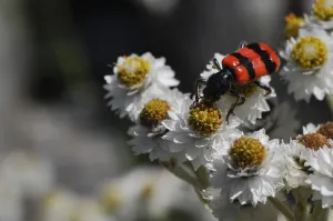 Trichodes Apiarius Prints: Bee beetle (Trichodes apiarius)