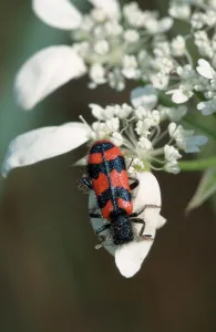Hymenoptera Insect Animal Prints: Bee Beetle (Trichodes apiarius)
