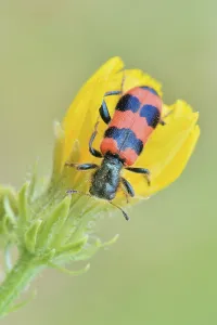 Trichodes Apiarius Prints: Bee Beetle (Trichodes apiarius)
