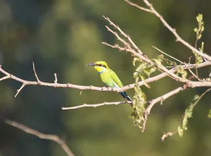 Colorful Wild Animals Prints: Bee-eater