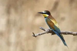 Young Animal Care Prints: Bee-eater