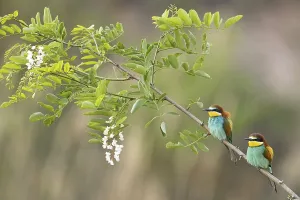 Deserted Cliff Landscape Photo Prints: Bee-eater
