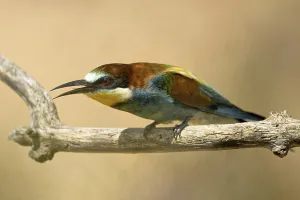 Attentive Bird Behavior Prints: Bee-eater