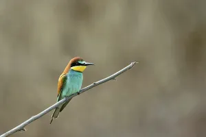 German Wildlife Animal Prints: Bee-eater