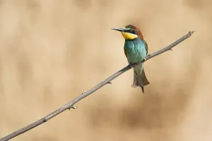 Breeding Season Wildlife Prints: Bee-eater