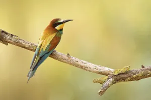 Nesting Site Europe Prints: Bee-eater