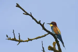 Insect Eating Birds Prints: Bee-eater