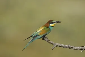 Empty Countryside Prints: Bee-eater (Merops apiaste)