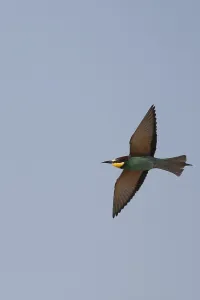 Bird Of Prey Flying Prints: Bee-eater (Merops apiaste)