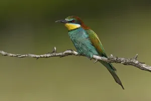 Open Air Bird Photography Prints: Bee-eater (Merops apiaste)