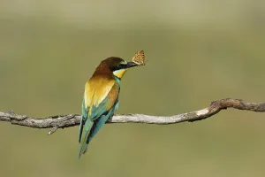 Hungarian Wildlife Prints: Bee-eater (Merops apiaste)