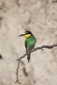 Natural Environment Photoshoot Prints: Bee-eater (Merops apiaste)