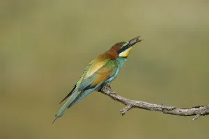 Wild Animal Landscape Photo Prints: Bee-eater (Merops apiaste)