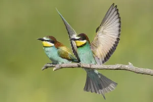 Wildlife Observation In Europe Prints: Bee-eater, / (Merops apiaster)